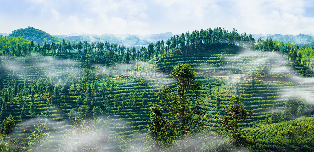 Rainy Rural Tea Gardens Picture And HD Photos | Free Download On Lovepik