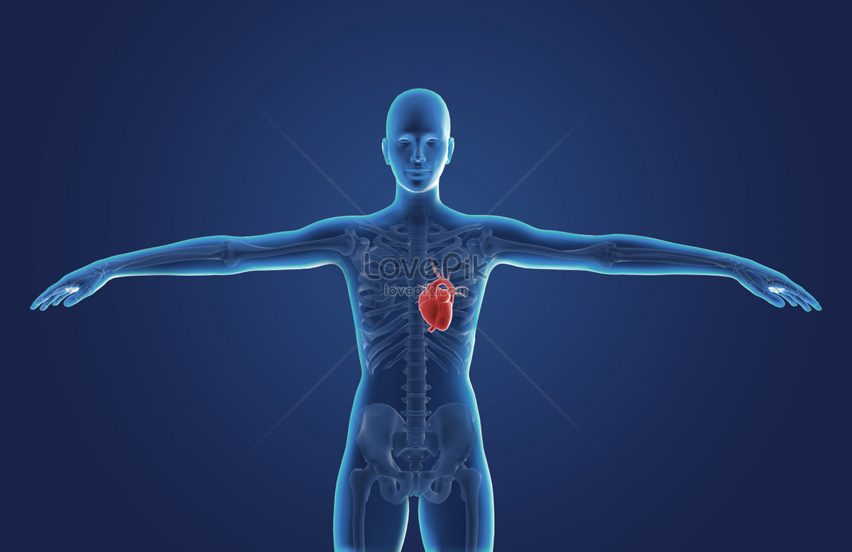 Human Heart Wallpapers - Top Free Human Heart Backgrounds - WallpaperAccess