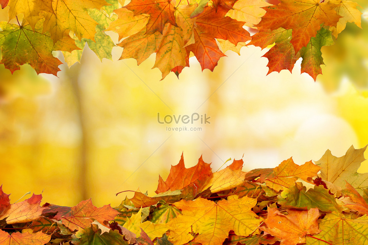 단풍 이미지, 사진 및 Png 일러스트 무료 다운로드 - Lovepik