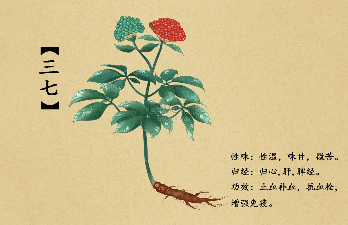 Illustration of panax notoginseng illustration image_picture free ...