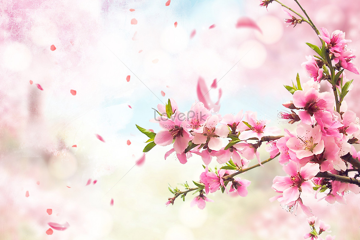 Background Bunga  Sakura Segar  Gambar  Bunga 