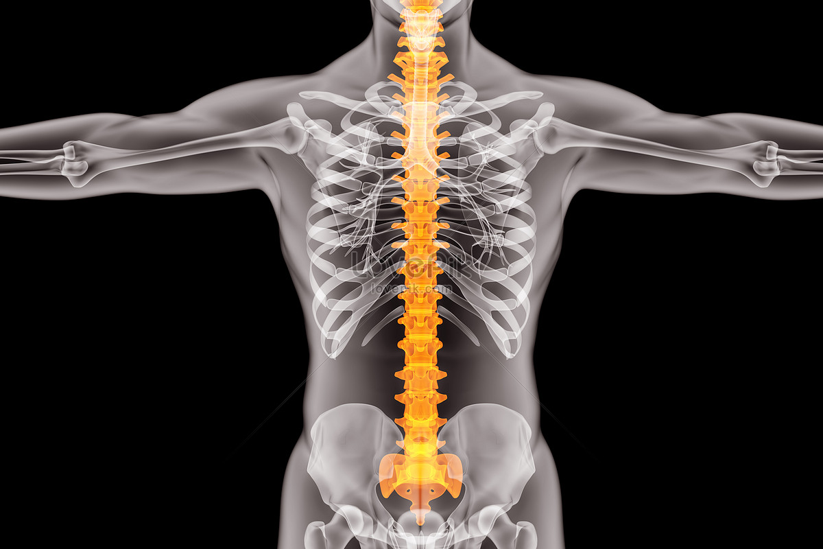 人体骨骼解剖的脊柱x射线三维渲染照片摄影图片_ID:351349965-Veer图库