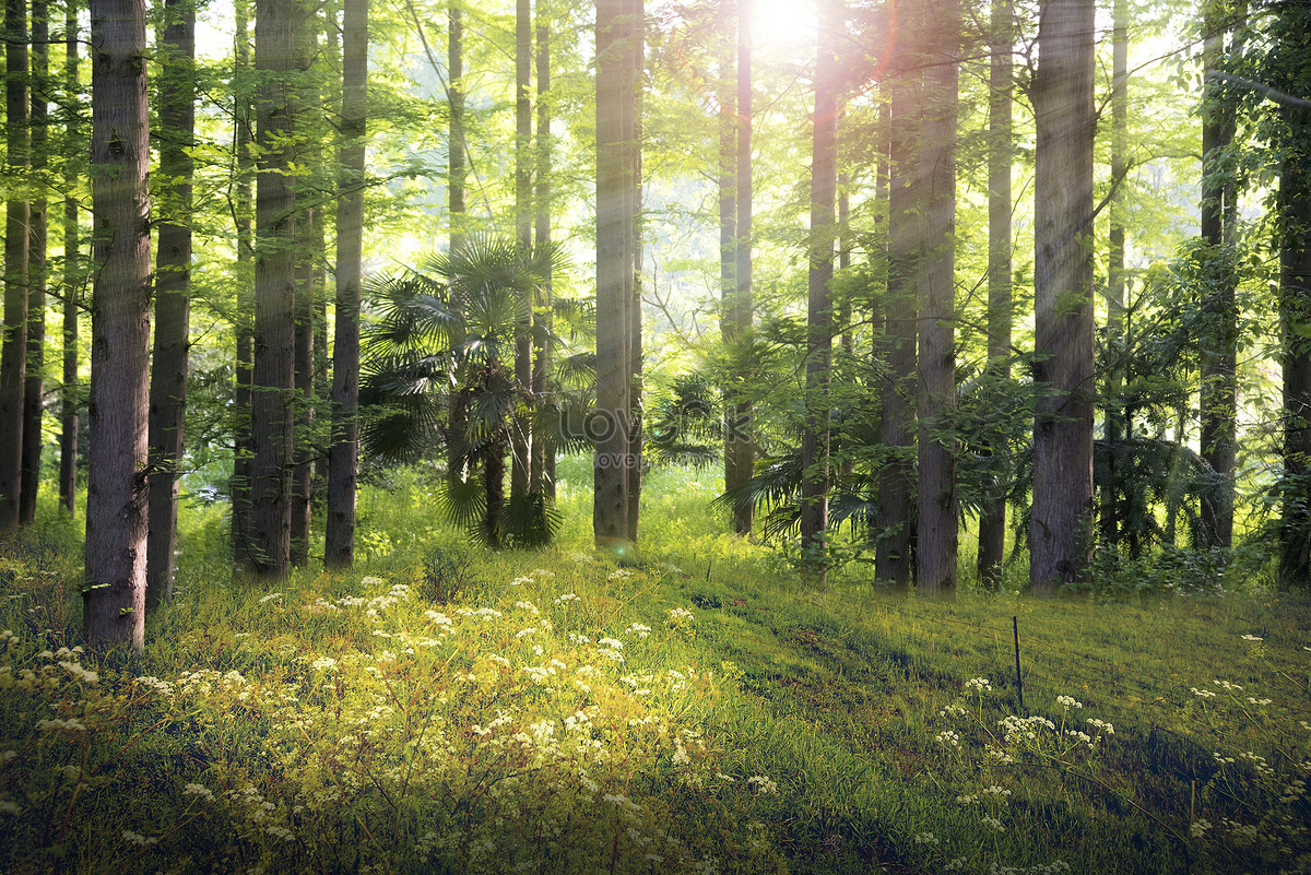 Fantasy forest background, natural, tree, spring Background image