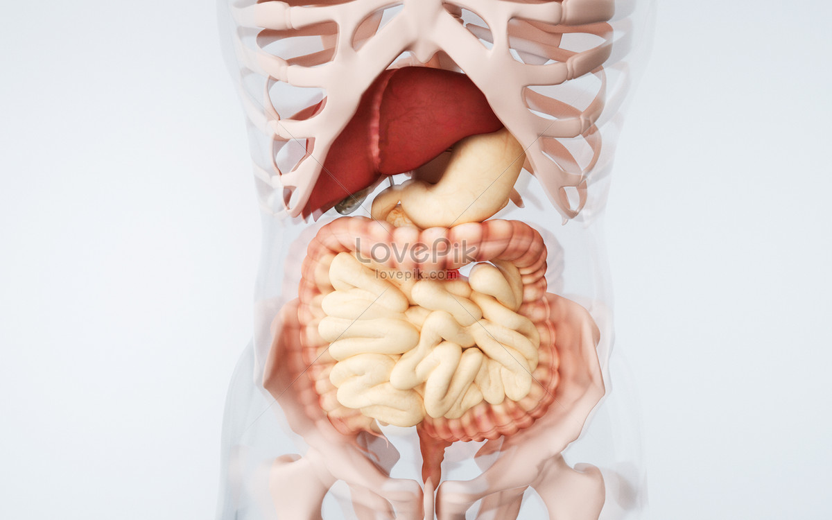 인체 내부 장기 이미지, 사진 및 Png 일러스트 무료 다운로드 - Lovepik