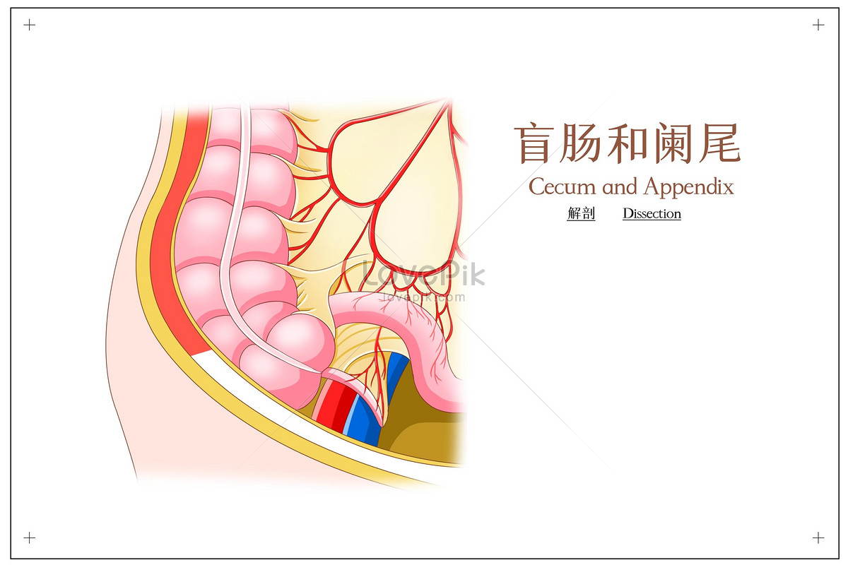 Medical illustration of anatomy of cecum and appendix illustration ...