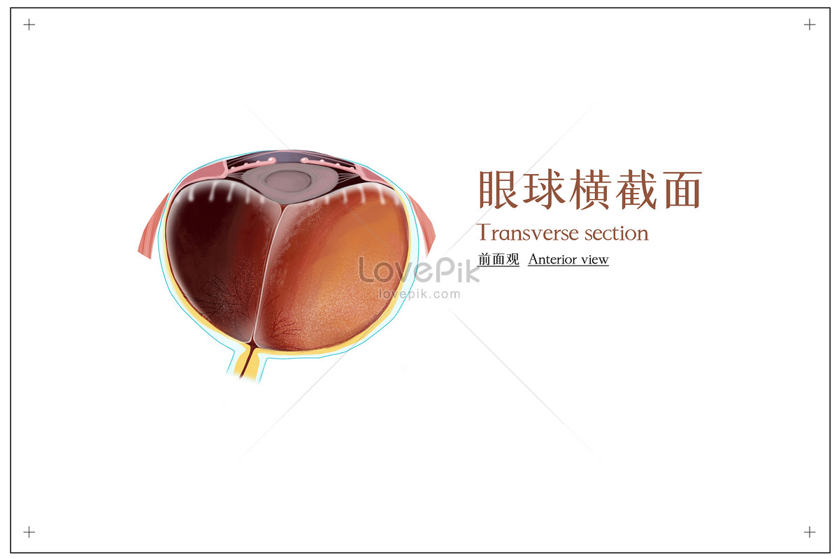 Front view medical illustration of eyeball cross section illustration ...