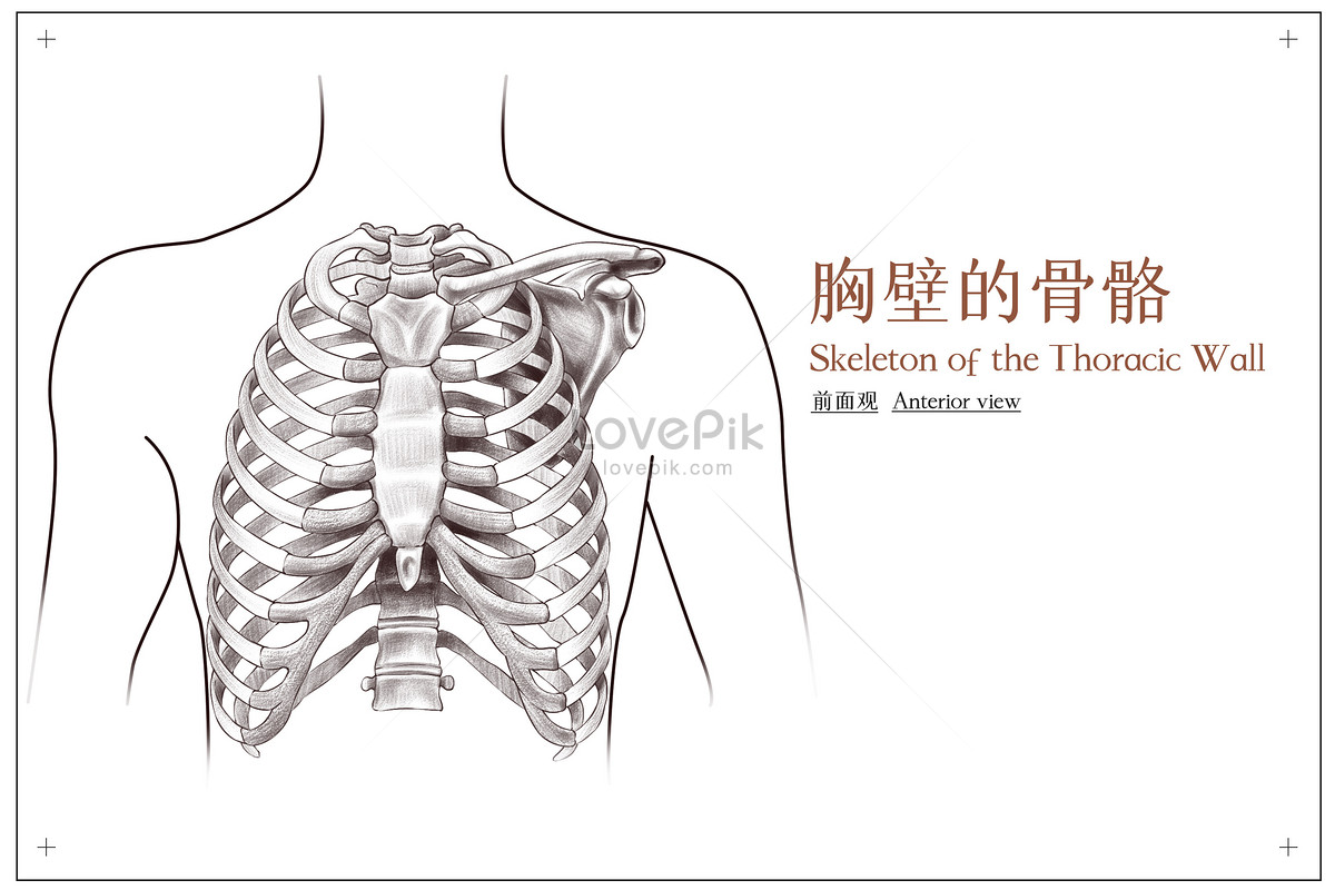 front-view-medical-illustration-of-the-bones-of-the-chest-wall