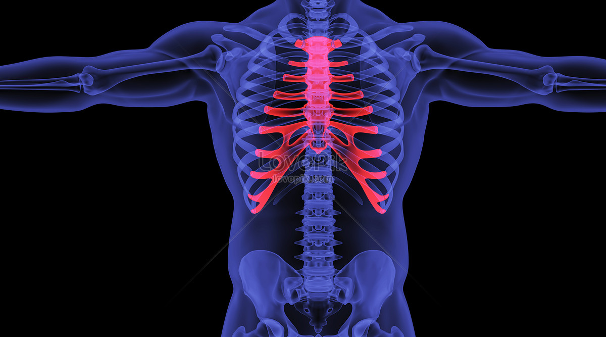 Human sternum scene creative image_picture free download 401794796 ...