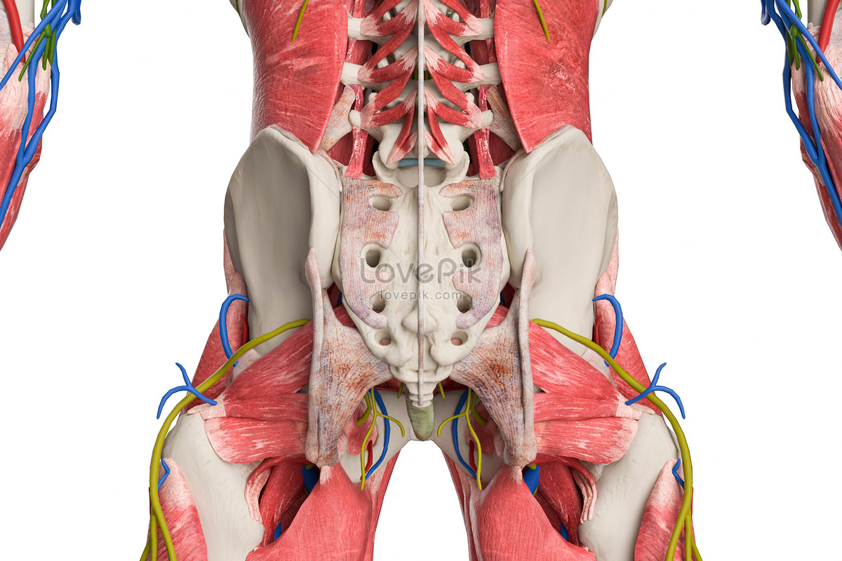 Poster anatomia umana Pavimento pelvico