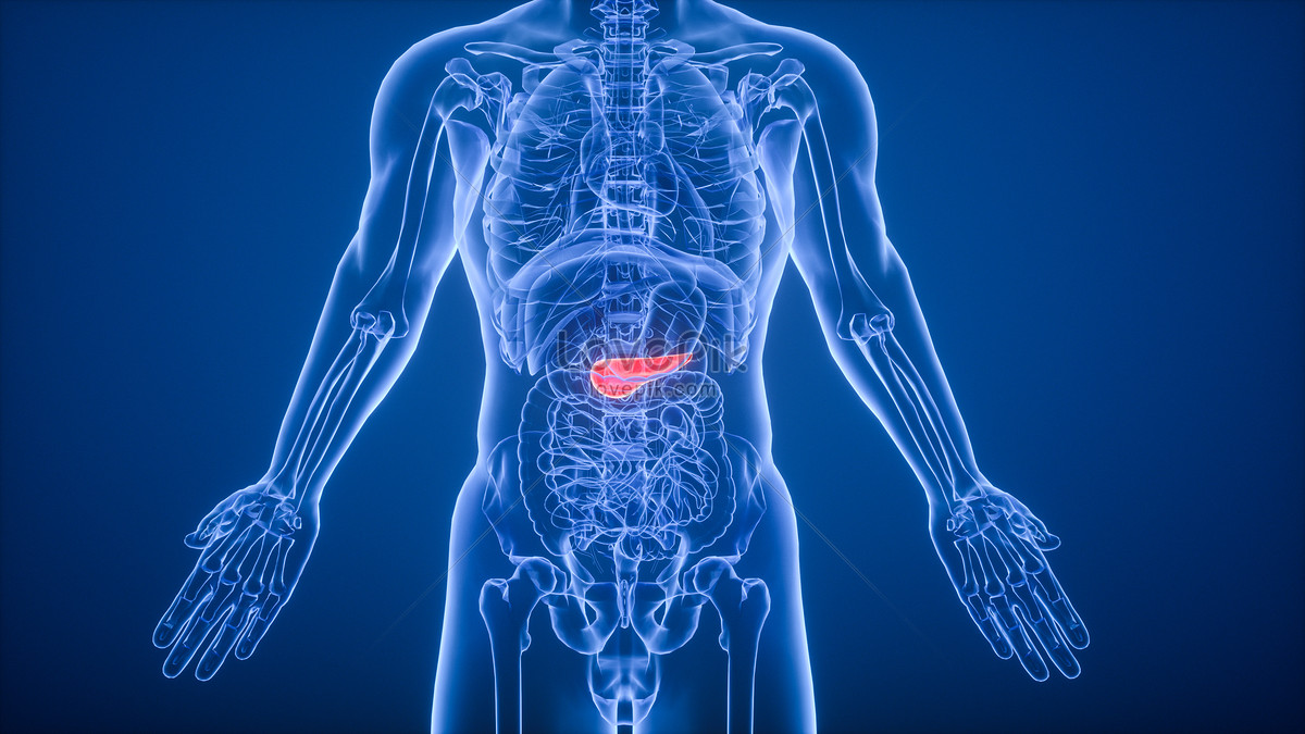 3d pancreas scene creative image_picture free download 401796123 ...