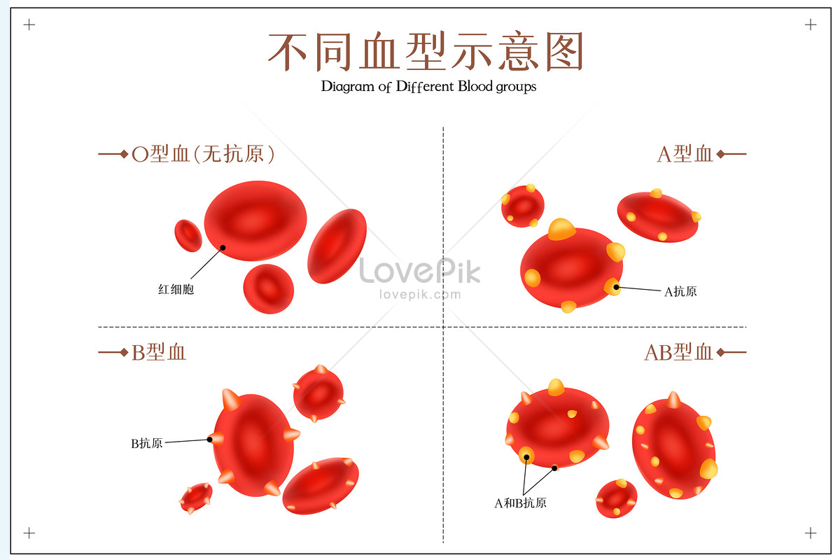 blood-type-guide