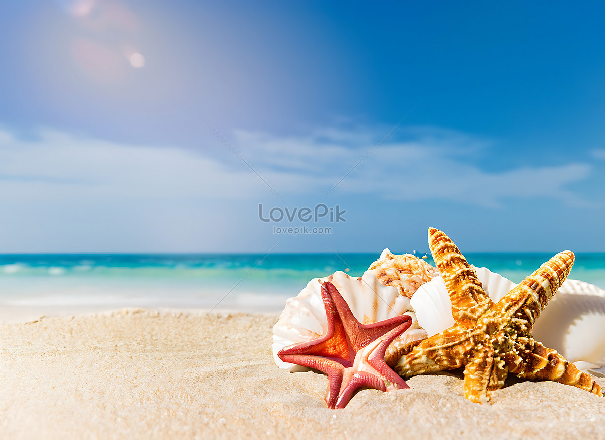 Starfish Seashells PSD, 1,000+ High Quality Free PSD Templates for Download