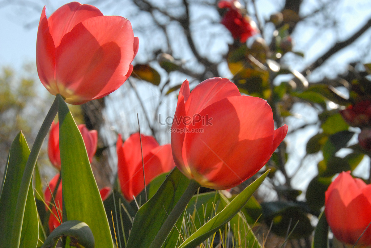  Gambar  Bunga  Tulip  Merah 