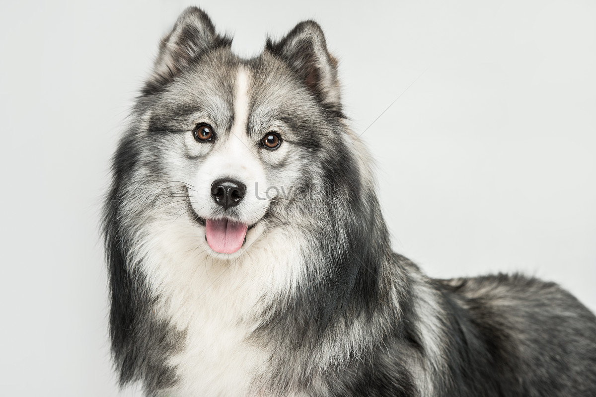 Chó Alaska – Đặc điểm, cách nuôi và giá mua tham khảo