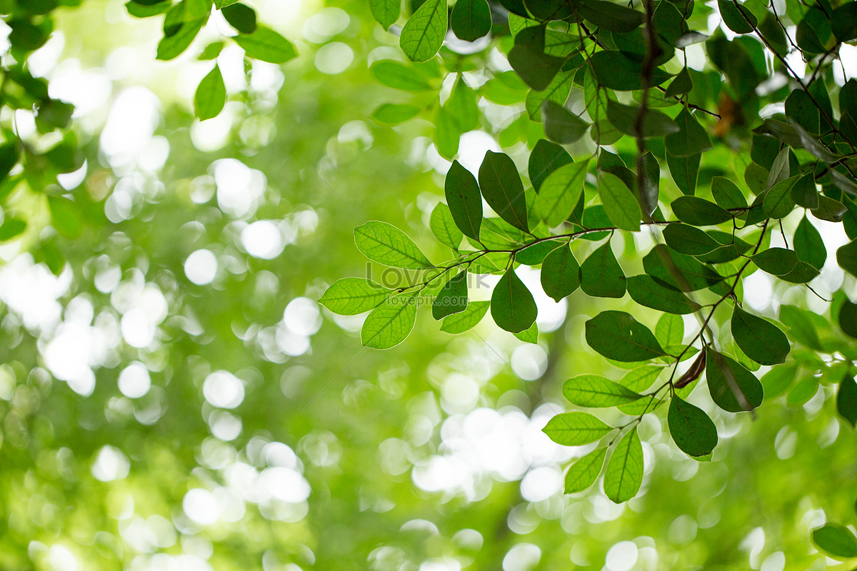 Insalata Di Verdure Fresche E Crescione JPG Immagine Gratis, Foto download  su Lovepik