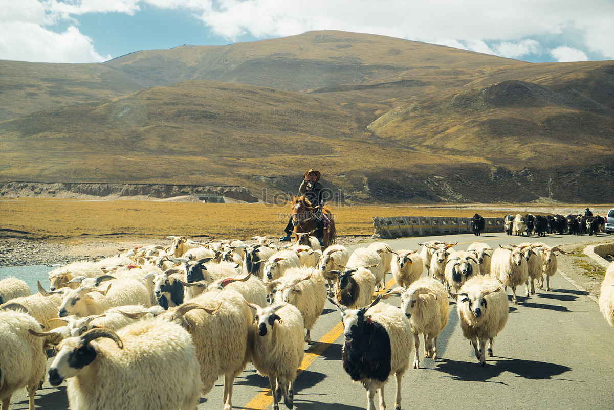 2023喀拉峻景区游玩攻略,牧民可以自由放牧，毡房、羊...【去哪儿攻略】