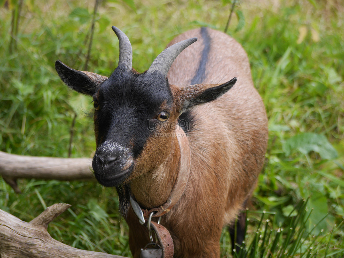 Gambar Rumput Tanduk Kambing - Tentang Kolam Kandang Ternak