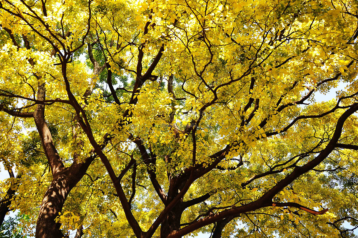 Gambar Pohon Rimbun  Gambar Bagian Tumbuhan