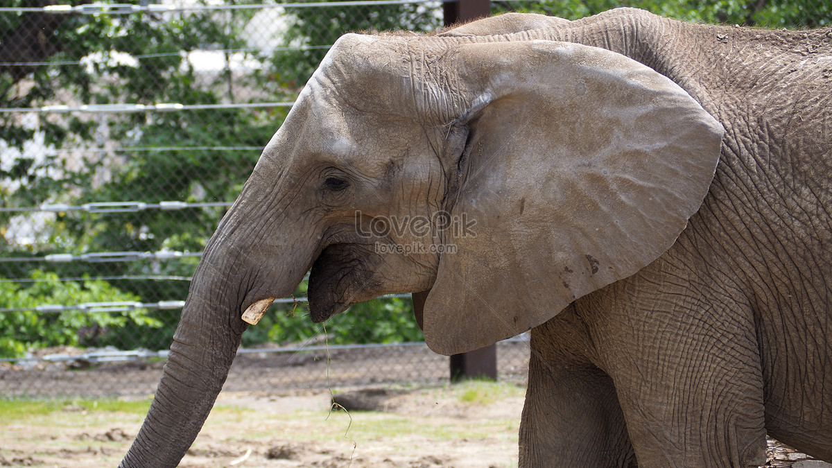 Unduh 850 Gambar Gajah Berdiri Keren 