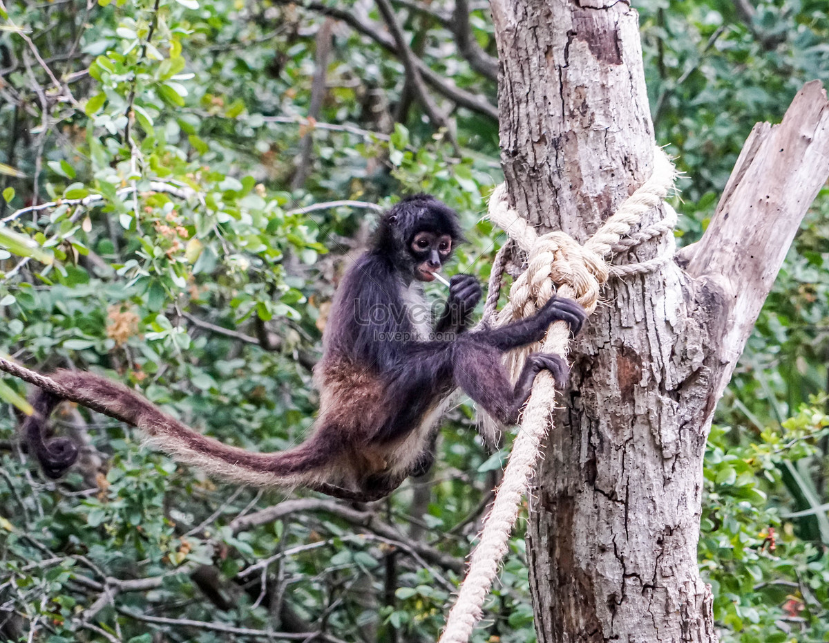 Paling Baru Sketsa Gambar Monyet Di Pohon Tea And Lead