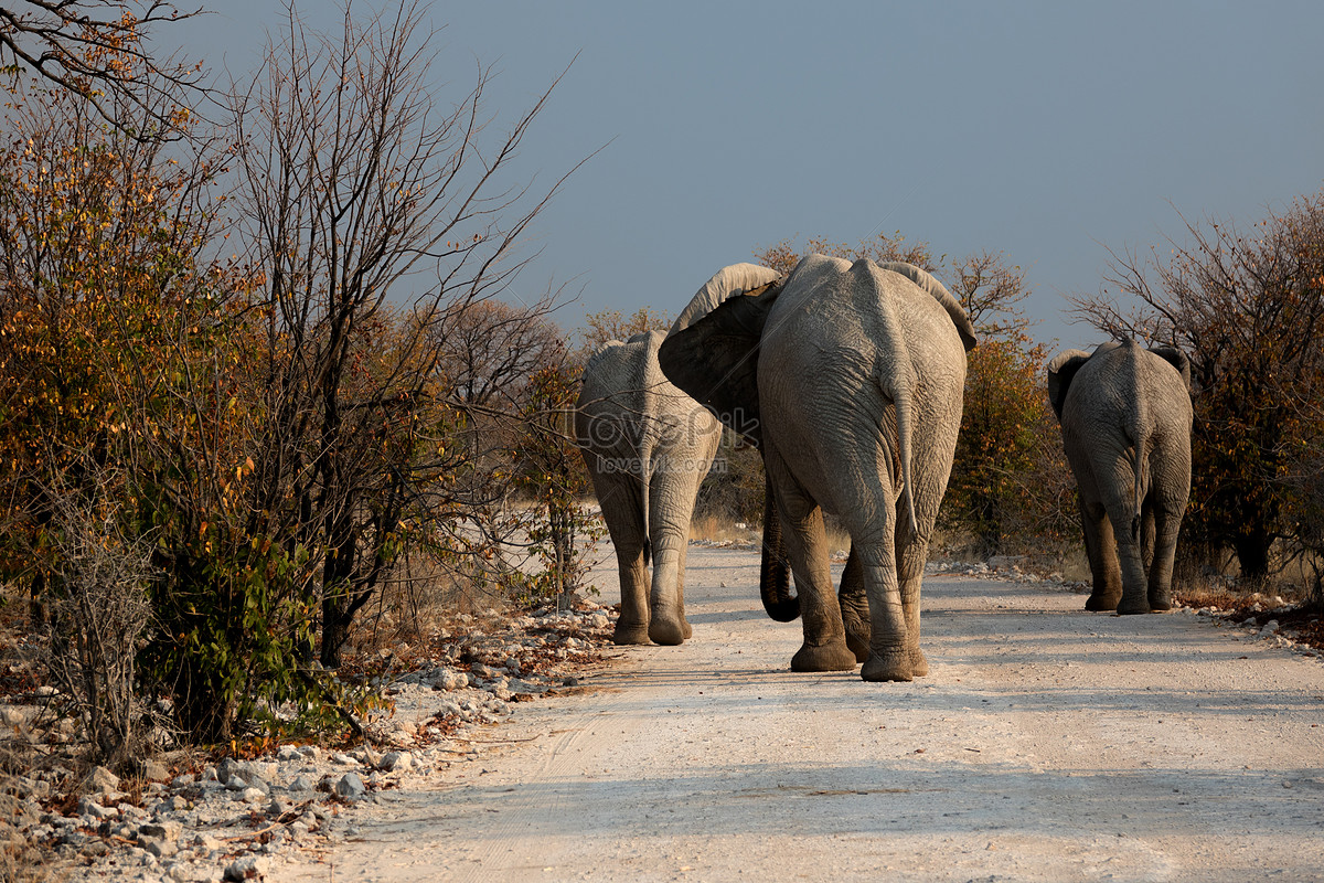 Download 6300 Gambar Gajah Berjalan  HD