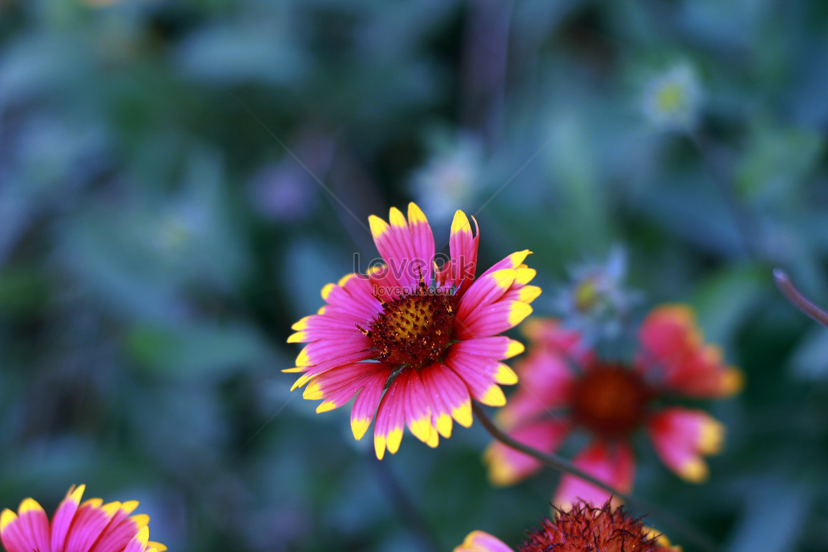 Paling Bagus 30+ Gambar Foto Bunga Yang Indah - Gambar Bunga HD