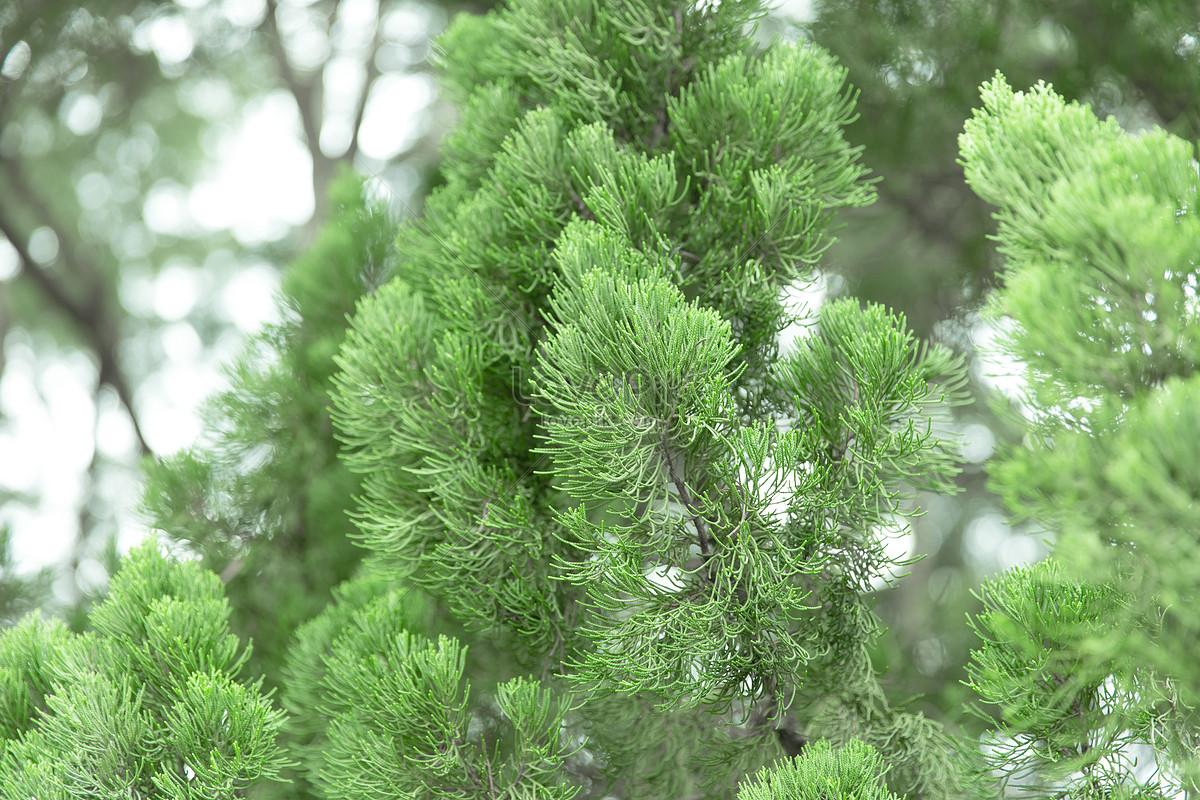 pokok pinus  semulajadi cawangan pokok pain hijau gambar  