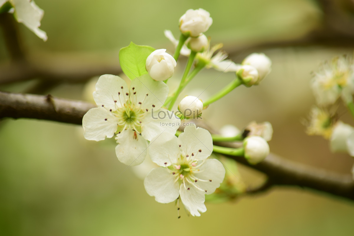 Flor De Pera | Descarga Gratuita HD Imagen de fotografía - Lovepik