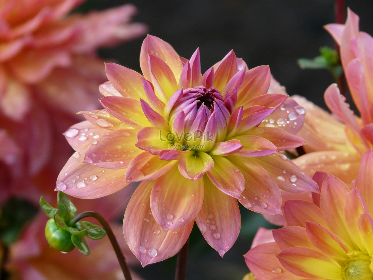 Menakjubkan 15 Gambar  Bunga  Dahlia  Dari Atas Gambar  