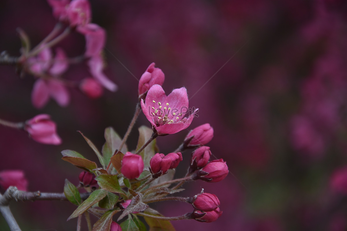 Download Gambar  Taman Bunga  Begonia  Vina Gambar 