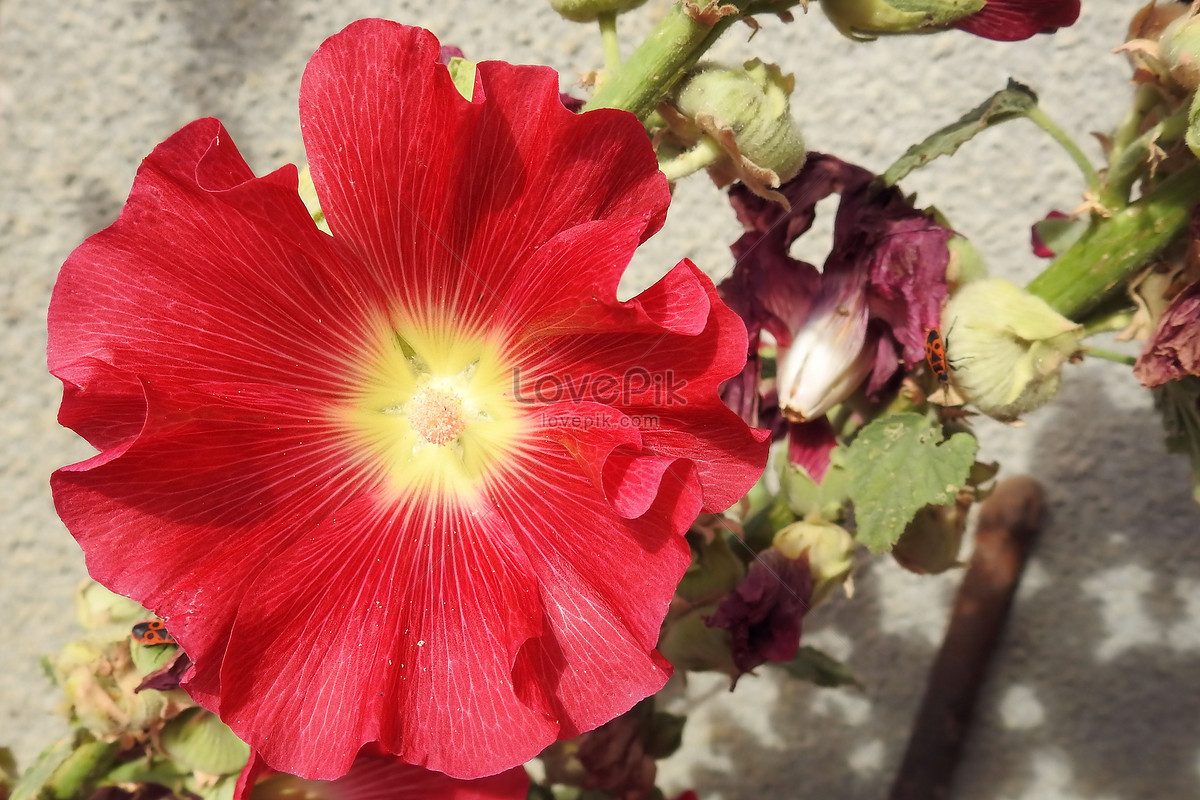 Photo De Fleur Trompette Rougenuméro De L