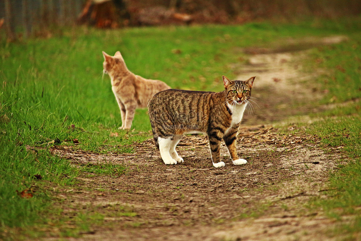 Paling Keren 15+ Unduh Gambar Kucing Lucu