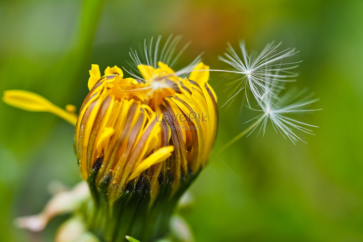  Gambar  Bunga  Dandelion  Gambar  Bunga 