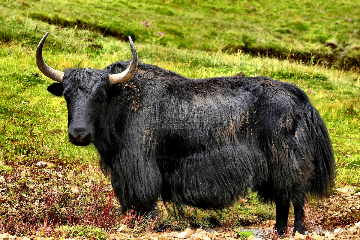 【牦牛的世界摄影图片】西藏生态摄影_听 海