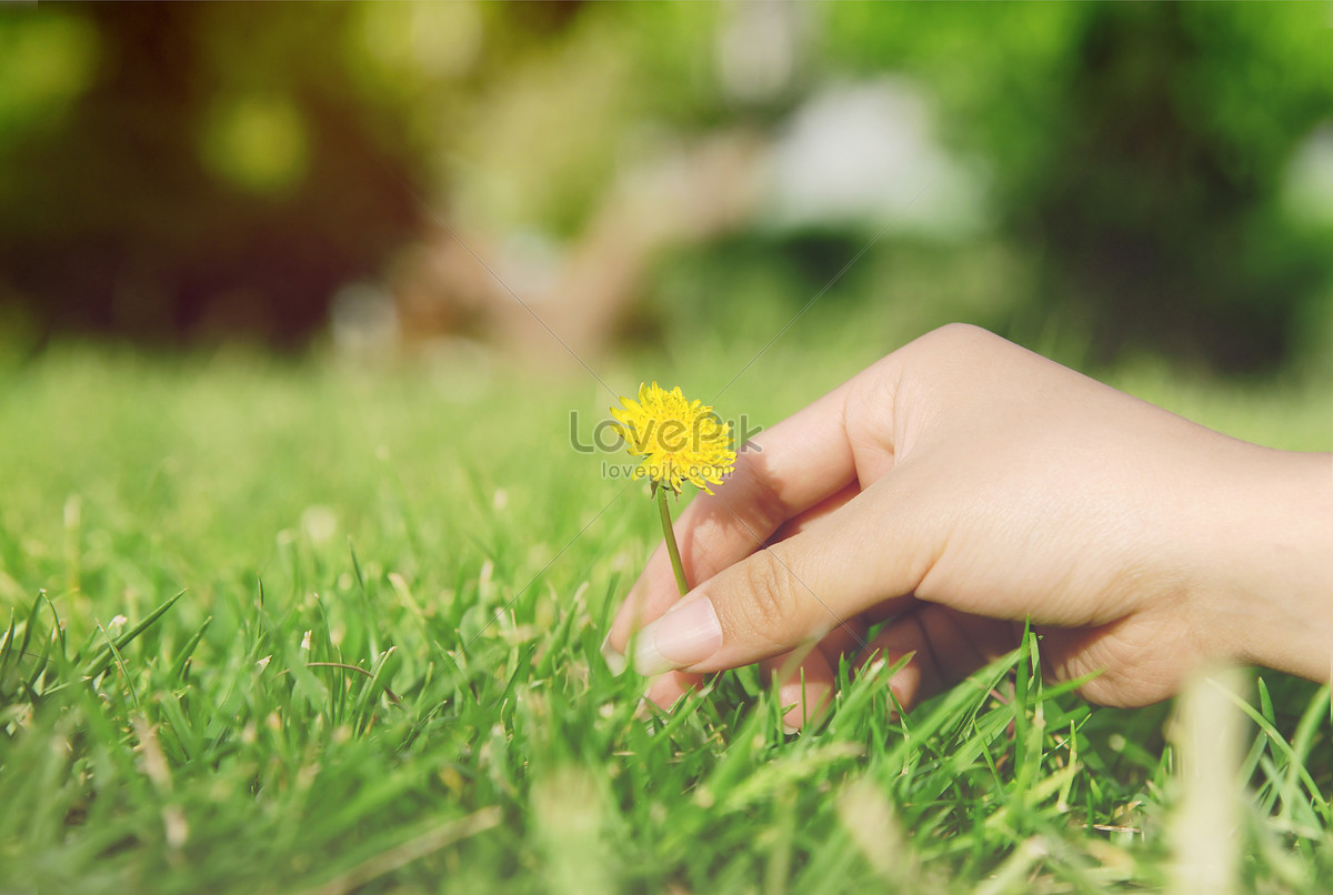 The girls hand pluck a small flower on the green lawn photo image ...