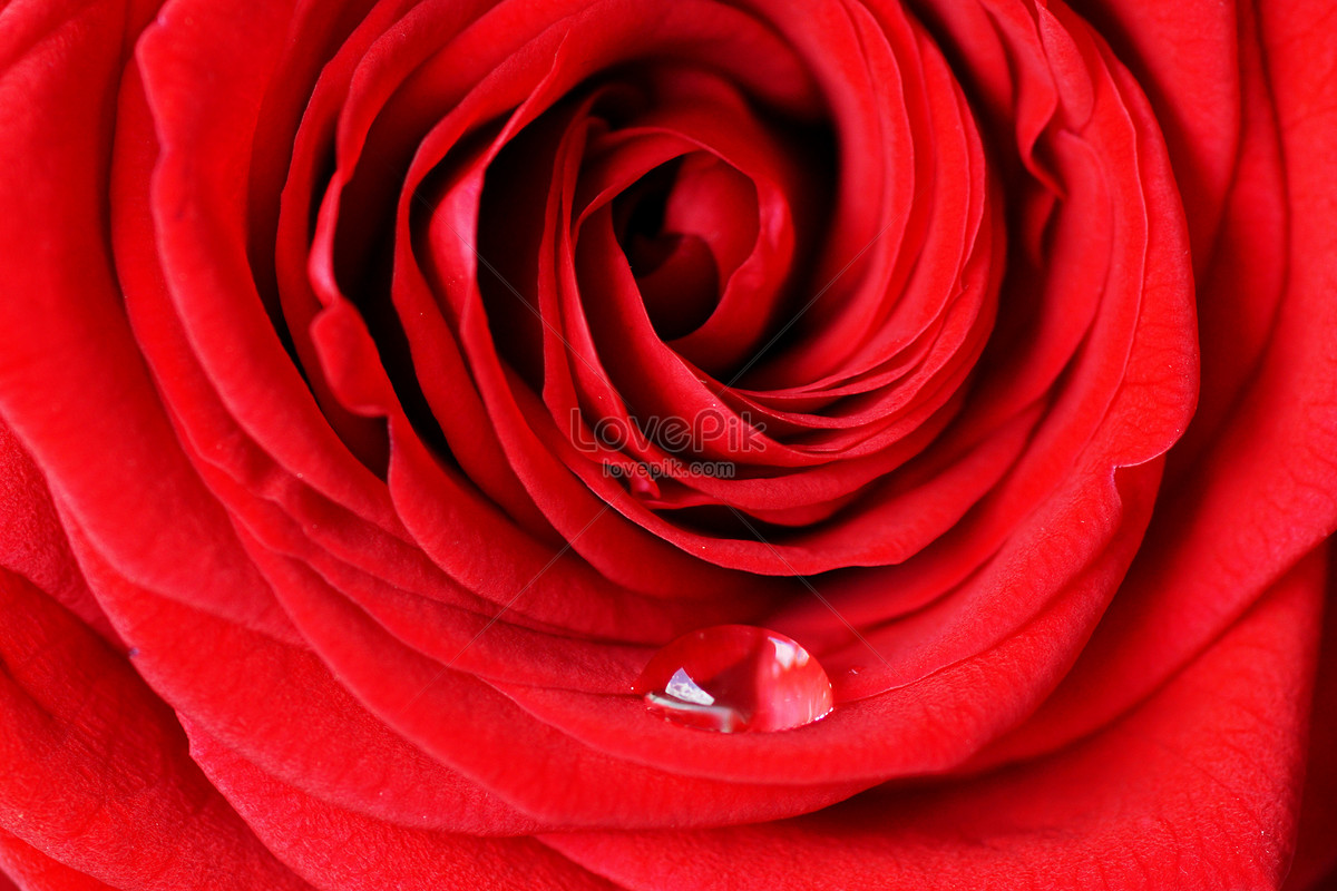 الوردة الحمراء At Whifeflower Twitter