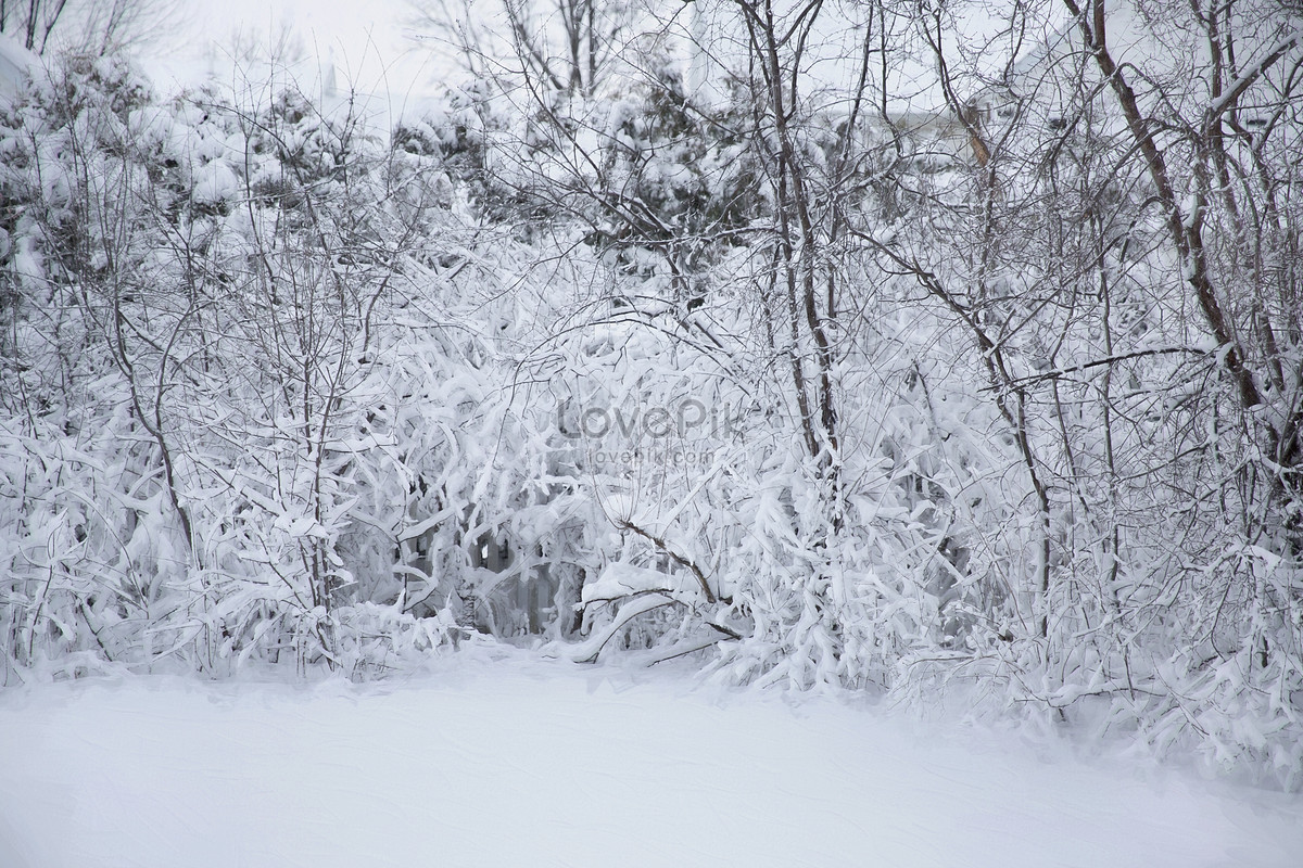 tempat salji musim sejuk gambar unduh gratis imej 