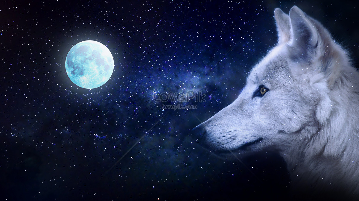 Night Sky And Wolf Creative Image_Picture Free Download 500837007