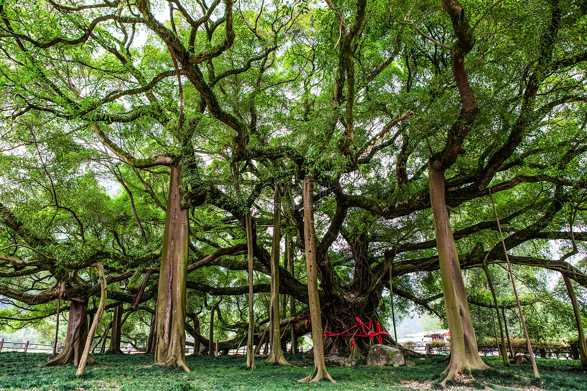 Banyan Trees Images, HD Pictures For Free Vectors Download 