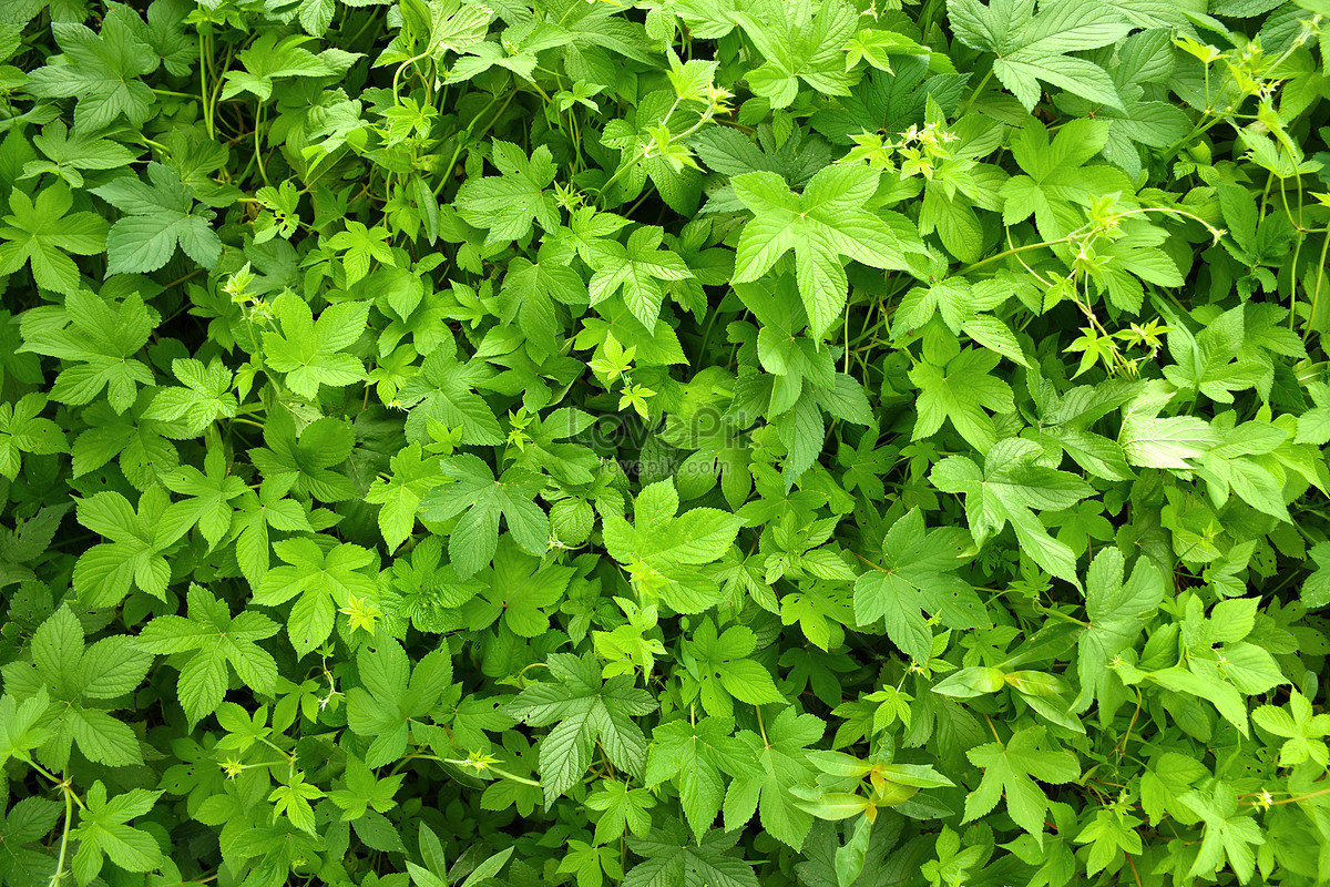 Download Green Plants | Free Stock Photos