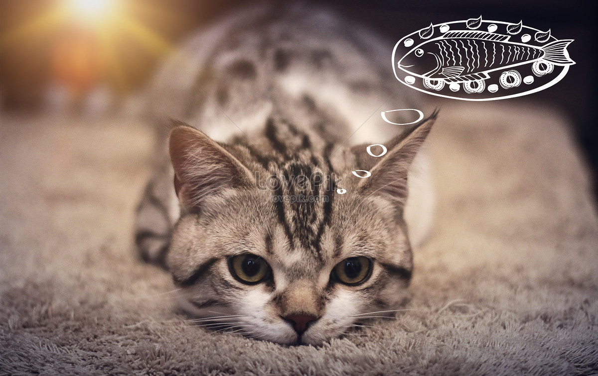 Download Gambar Kucing Makan Ikan - Vina Gambar