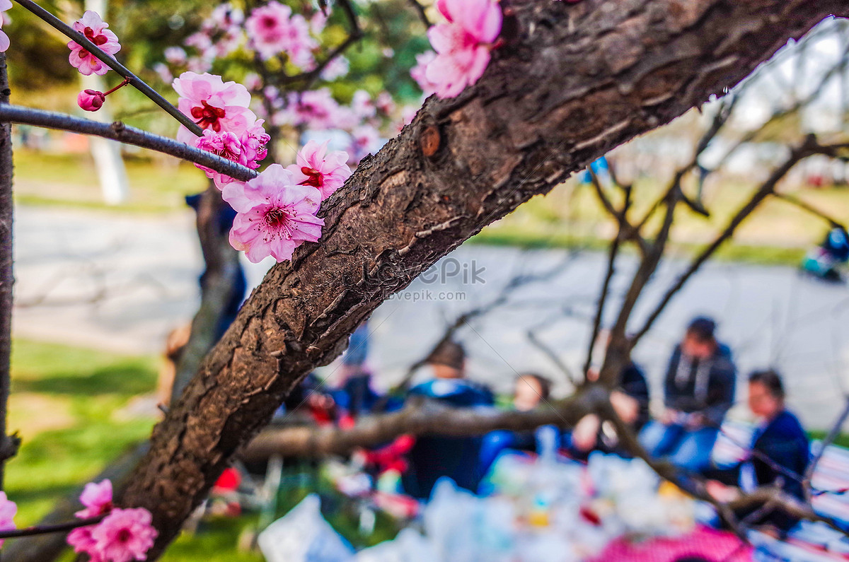 Blossoms shanghai