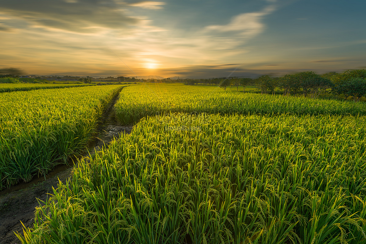  Sawah  Lahan Sawah  Guilin Huixian gambar unduh gratis Foto  