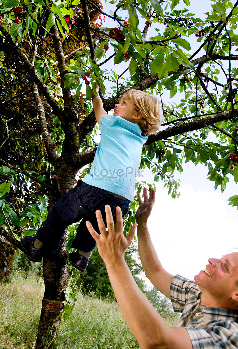 Мальчик на дереве