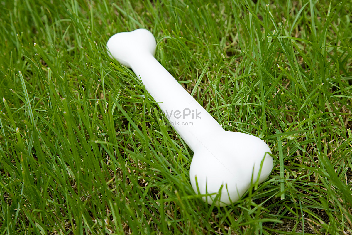 download-nasal-bone-hd-photos-free-stock-photos-lovepik