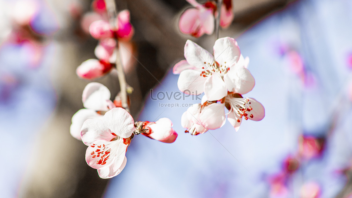 527 Cherry Blossom Parade Stock Photos, High-Res Pictures, and