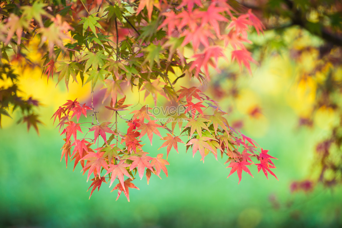 Autumn Multicolored Maple Leaves Picture And HD Photos | Free Download ...