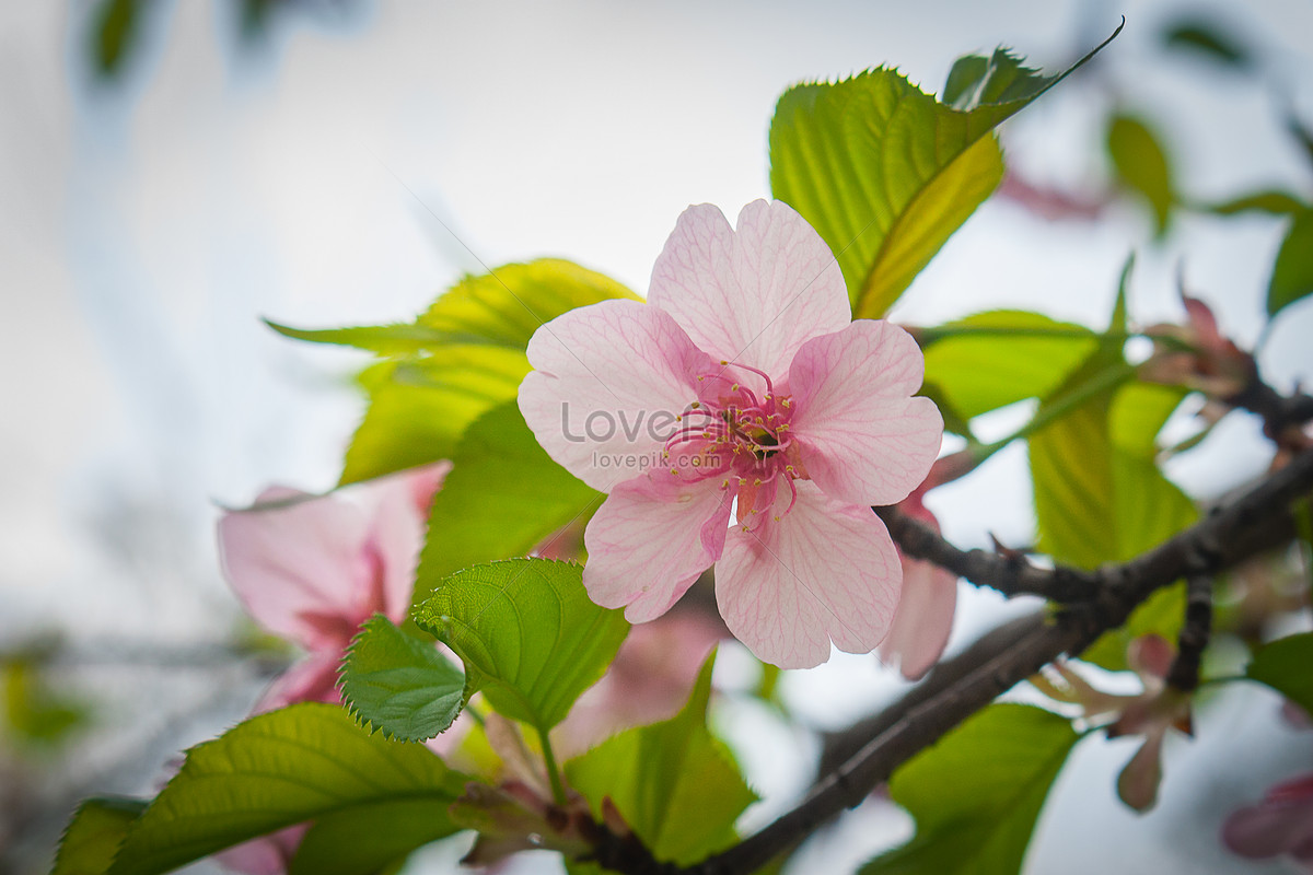 Early Flower видеозаписи