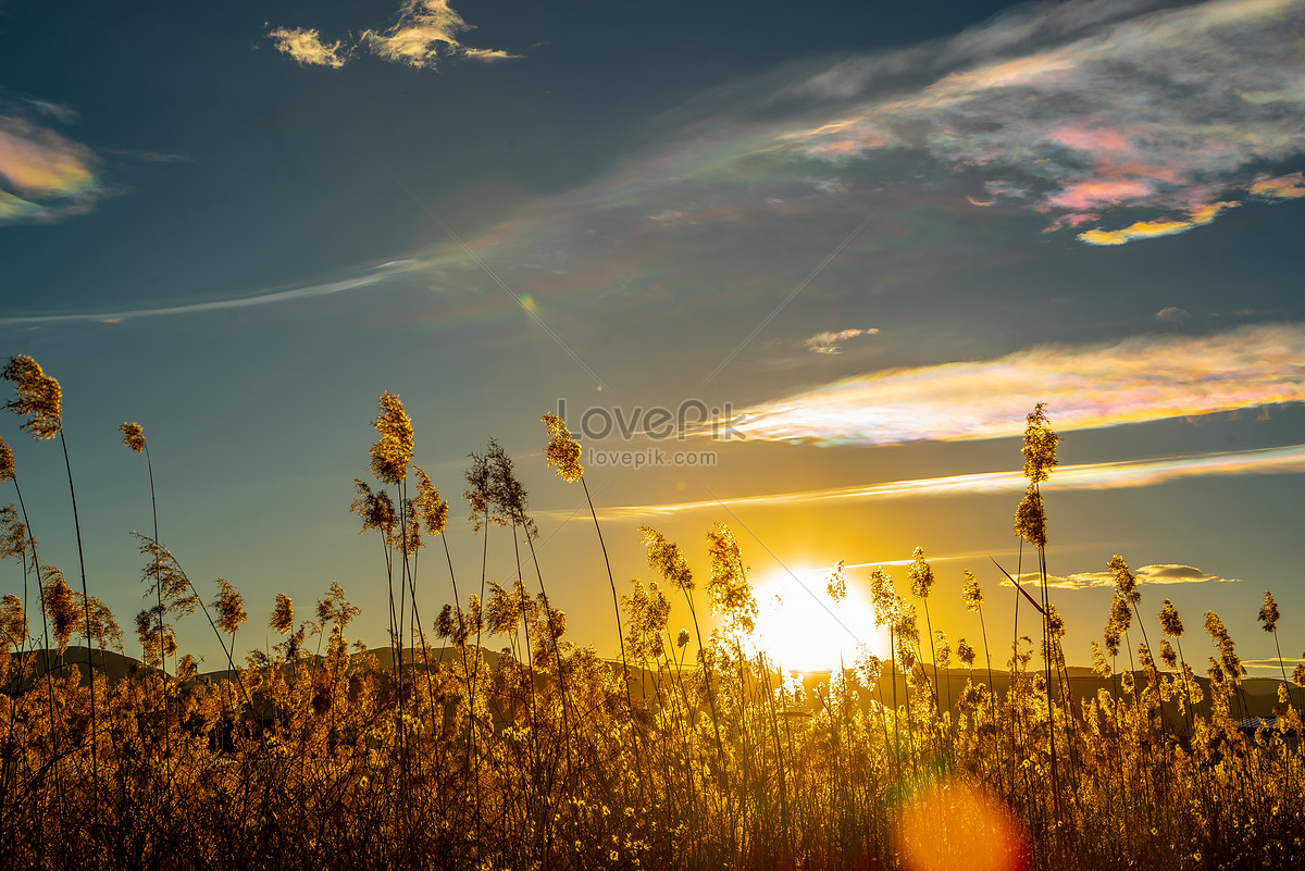 Reed Sun Images Hd Pictures For Free Vectors Download