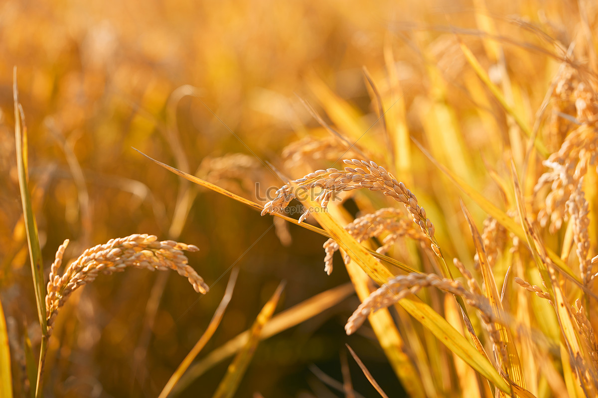 HD Rice Paddy Fields Backgrounds Images,Cool Pictures Free Download -  Lovepik.com